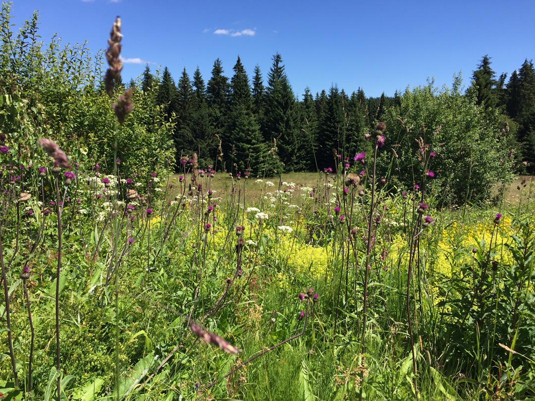 Eine Wiese Fasten und Wandern in schöner Umgebung - Eine Wiese - Berghütte Zum Kranichsee