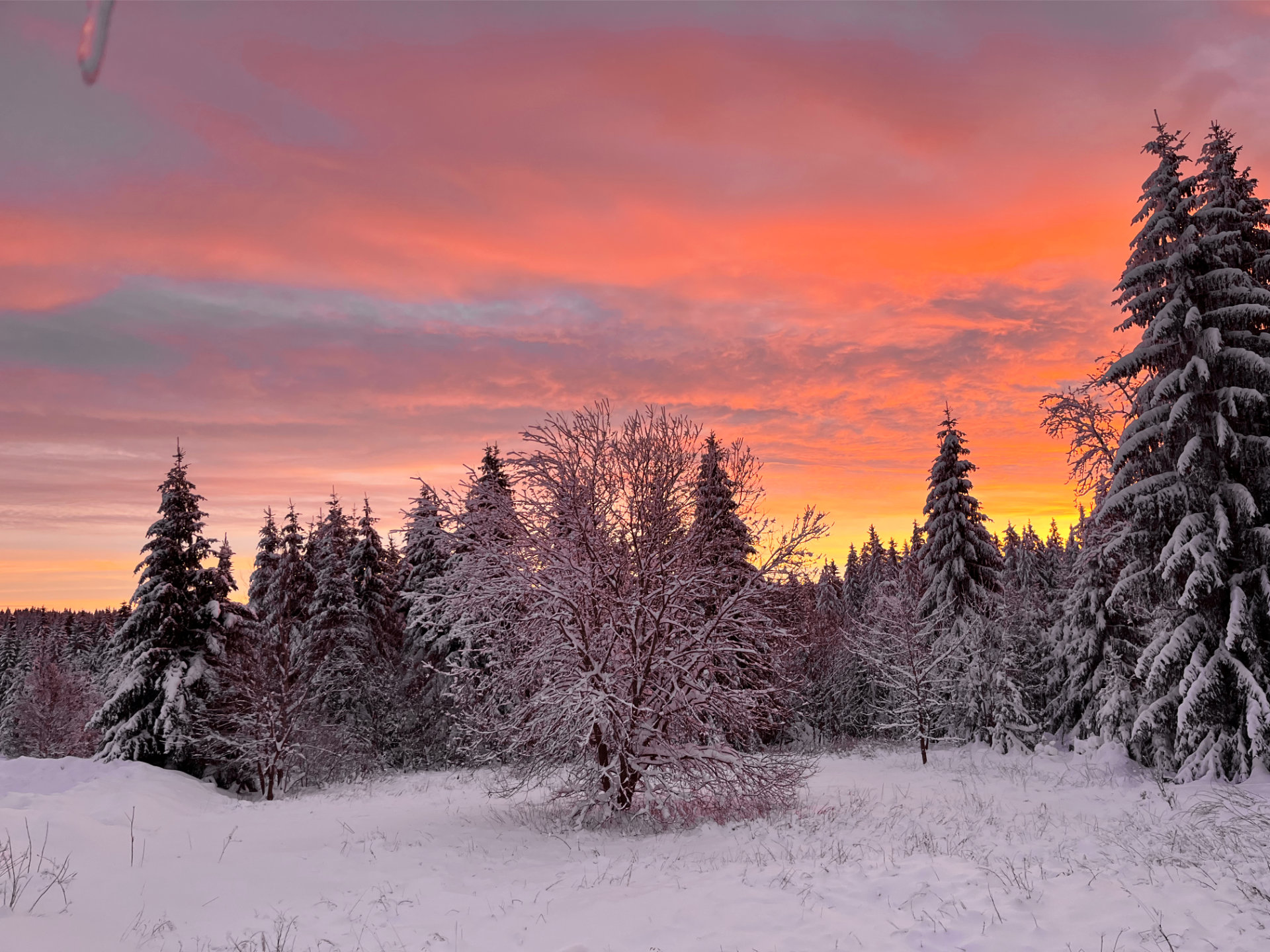 Sonnenuntergang über dem Wald Sonnenuntergang über dem Wald im West-Erzgebirge - Berghütte Zum Kranichsee