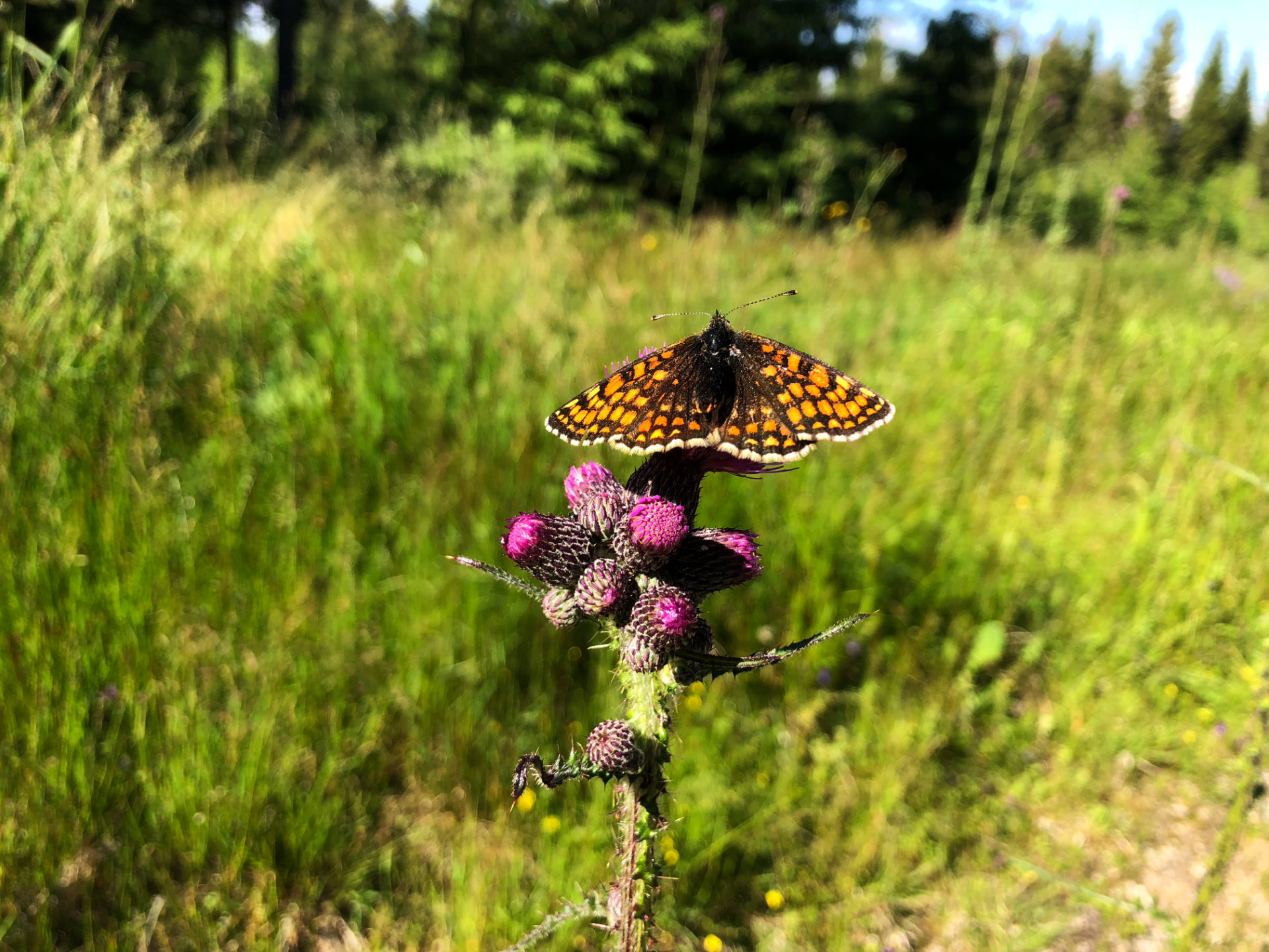 Schmetterling Ein Schmetterling auf einer Blüte auf einer Wiese - Berghütte Zum Kranichsee im West-Erzgebirge