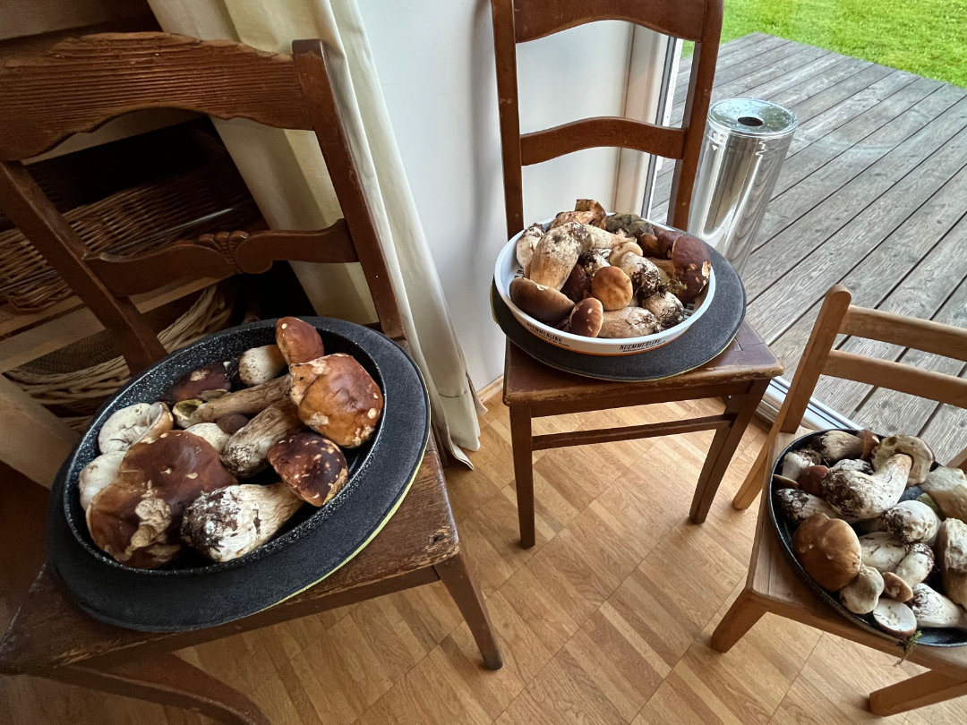 Gesammelte Pilze in der Küche der Berghütte Zum Kranichsee