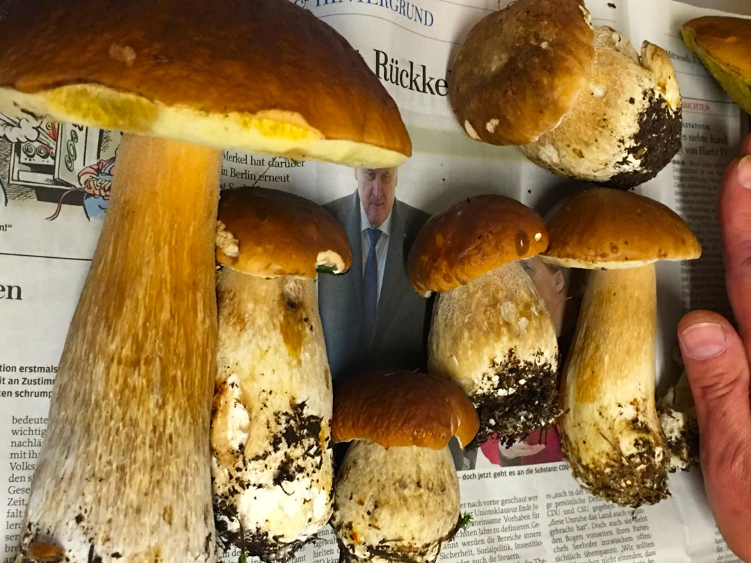 Pilze auf einer Zeitung Frische Pilze liegen auf einer Zeitung